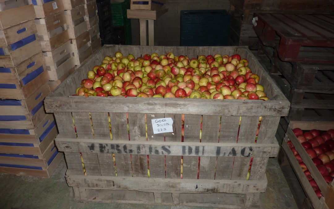 Cueillette de pommes aux Vergers du Lac