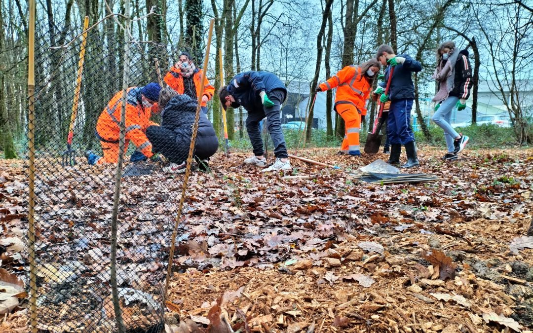 Les élèves de la 5E1 SEGPA plantent des arbres